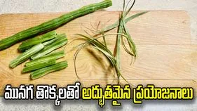 ఆకులే కాదు.. మునగ తొక్కల్లో కూడా పోషకాలే!