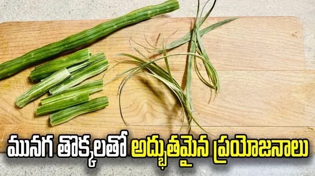 ఆకులే కాదు.. మునగ తొక్కల్లో కూడా పోషకాలే!