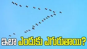 పక్షుల గుంపులు 'వి' ఆకారంలోనే ఎందుకు ఎగురుతాయి.. దీని వెనుక కారణమేంటి?  