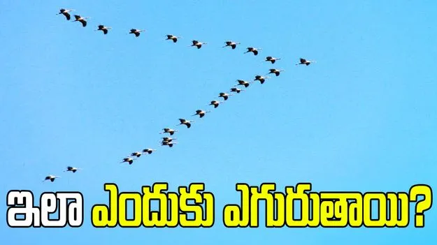 పక్షుల గుంపులు 'వి' ఆకారంలోనే ఎందుకు.. దీని వెనుక కారణమేంటి?  