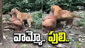 బాబోయ్ పులి.. గుర్రాన్ని ఎలా ఈడ్చుకెళ్తోందో చూడండి.. షాకింగ్ వీడియో వైరల్.. 