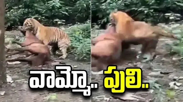 బాబోయ్ పులి.. గుర్రాన్ని ఎలా ఈడ్చుకెళ్తోందో చూడండి.. షాకింగ్ వీడియో వైరల్.. 