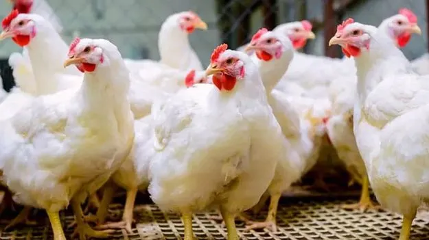 లాభాలు మీకు.. నష్టాలు మాకా?