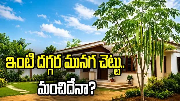 మునగ చెట్టు ఇంటి దగ్గర ఉండటం మంచిది కాదా?