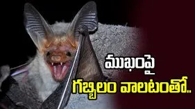 బాలుడి ప్రాణం తీసిన గబ్బిలం.. ముఖంపై వాలటంతో.. 