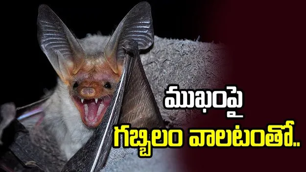 బాలుడి ప్రాణం తీసిన గబ్బిలం.. ముఖంపై వాలటంతో.. 