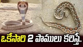 ఒకేసారి రెండు వేరు వేరు జాతుల పాములు కరిస్తే ఏమవుతుందో తెలుసా?