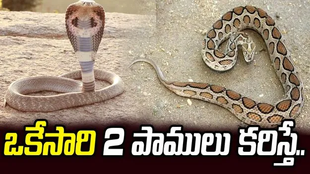 ఒకేసారి రెండు వేరు వేరు జాతుల పాములు కరిస్తే ఏమవుతుందో తెలుసా?