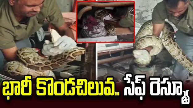 పార్క్‌లో భారీ కొండచిలువ హల్‌చల్.. వీడియో వైరల్
