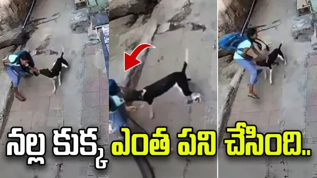 నల్ల కుక్క ఎంత పని చేసింది.. తమ్ముడితో పాటు వెళుతున్న 11 ఏళ్ల బాలికను..