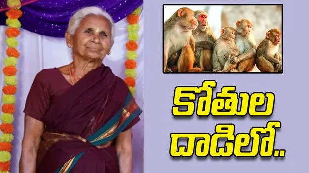 కాకినాడలో దారుణం.. కోతుల దాడిలో వృద్ధురాలు మృతి..