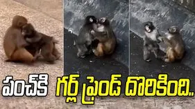వైరల్ కోతికి గర్ల్ ఫ్రెండ్ దొరికింది.. సోషల్ మీడియాలో జోకులు