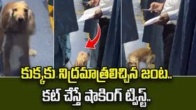 కుక్కకు నిద్రమాత్రలు ఇచ్చి అక్రమంగా తరలింపు.. స్పృహలోకి వచ్చాక రచ్చ రచ్చ.. వీడియో వైరల్