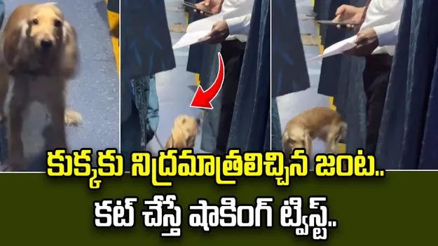 కుక్కకు నిద్రమాత్రలు ఇచ్చి అక్రమంగా తరలింపు.. స్పృహలోకి వచ్చాక రచ్చ రచ్చ.. వీడియో వైరల్