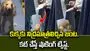 కుక్కకు నిద్రమాత్రలు ఇచ్చి అక్రమంగా తరలింపు.. స్పృహలోకి వచ్చాక రచ్చ రచ్చ.. వీడియో వైరల్