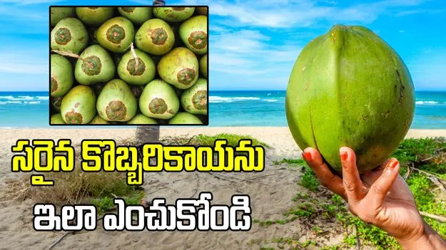 కొబ్బరికాయ రంగును చూసి నీరు తియ్యగా ఉందో లేదో తెలుసుకోవచ్చా?
