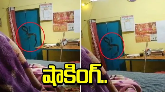 షాకింగ్ వీడియో.. రాత్రంతా తలుపు హ్యాండిల్‌పై కింగ్ కోబ్రా.. ఇంట్లోనే బందీ అయిన కుటుంబం..