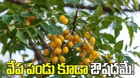 వేప ఆకులే కాదు.. పండు కూడా ఔషధమే!
