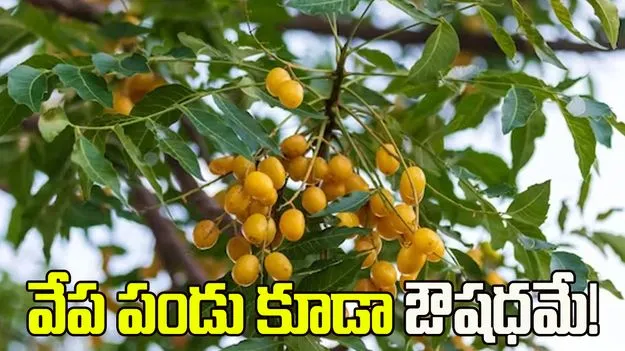 వేప ఆకులే కాదు.. పండు కూడా ఔషధమే!