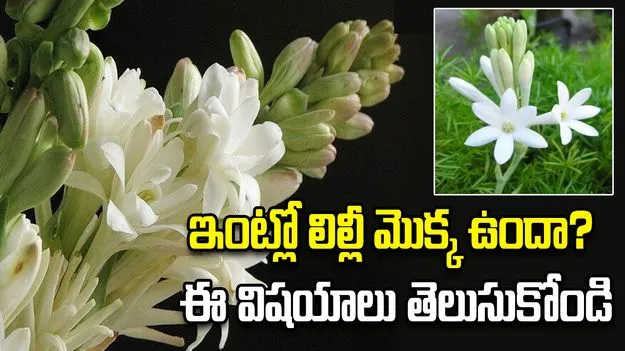 ఇంట్లో లిల్లీ మొక్క ఉందా? ఈ వాస్తు నియమాలు తప్పక తెలుసుకోండి