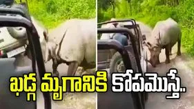వామ్మో.. ఖడ్గ మృగానికి కోపమొస్తే ఇలా ఉంటుందా.. షాకింగ్ వీడియో వైరల్.. 