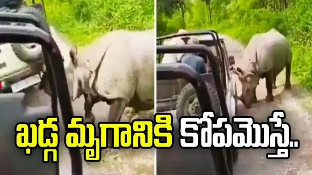 వామ్మో.. ఖడ్గ మృగానికి కోపమొస్తే ఇలా ఉంటుందా.. షాకింగ్ వీడియో వైరల్.. 
