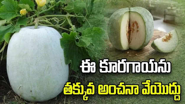 బూడిద గుమ్మడికాయ ప్రయోజనాలు.. రోజూ తీసుకుంటే ఎన్నో లాభాలు!