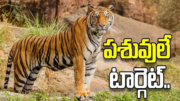 మునగాల కొండపై పెద్దపులి సంచారం.. అప్రమత్తమైన అటవీశాఖ అధికారులు..