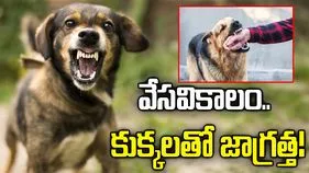 వేసవిలో కుక్కలు రెచ్చిపోయి కరుస్తాయి.. ఎందుకో తెలుసా..?