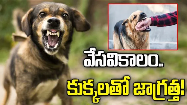 వేసవిలో కుక్కలు రెచ్చిపోయి కరుస్తాయి.. ఎందుకో తెలుసా..?