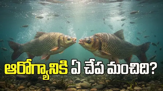 వర్షాకాలంలో ఏ చేప ఆరోగ్యానికి మంచిదో తెలుసా?