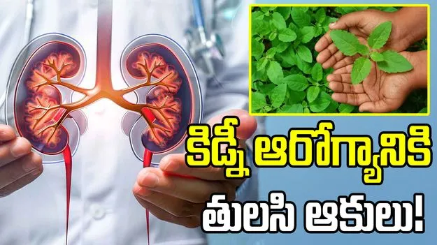 తులసి ఆకులు నమిలితే కిడ్నీ స్టోన్స్ కరిగిపోతాయా?