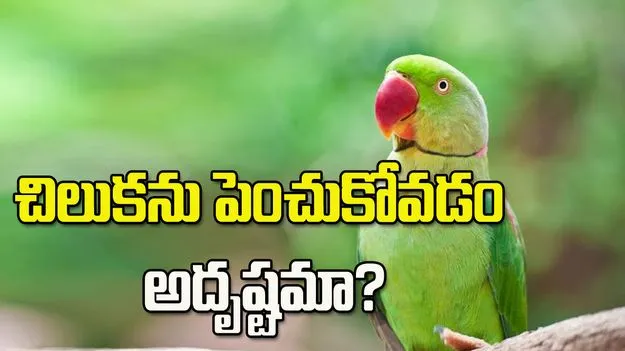 ఇంట్లో చిలుకను పెంచుకోవడం మంచిదేనా?