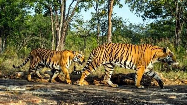 పులుల మృతిపై ఉన్నత స్థాయి విచారణ