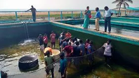 ఆక్వా రంగం అభివృద్ధికి ప్రభుత్వం కృషి
