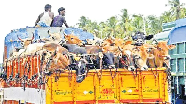 ఆవుల అక్రమ రవాణాపై కొరడా 