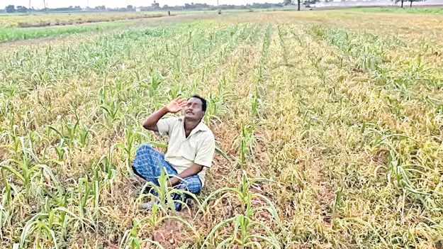 ఎల్‌ నినోతో ఎండుతున్న పైర్లు