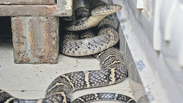 ఐటీడీఏ పీవో బంగ్లాలో 18 అడుగుల కింగ్‌కోబ్రా  