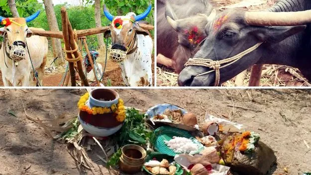 నేడు ఏరువాక