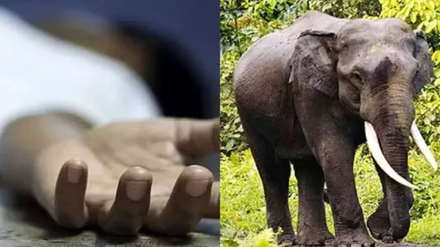 ఏనుగుల దాడిలో రైతు మృతి