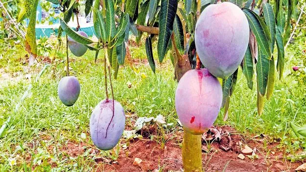 చోడవరంలో జపాన్‌ మ్యాంగో!