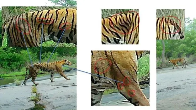 ముళ్లపంది వేటలో గాయాలతోనే పులి మృతి