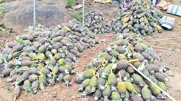 మన్యంలో మారిషస్‌ పైనాపిల్‌