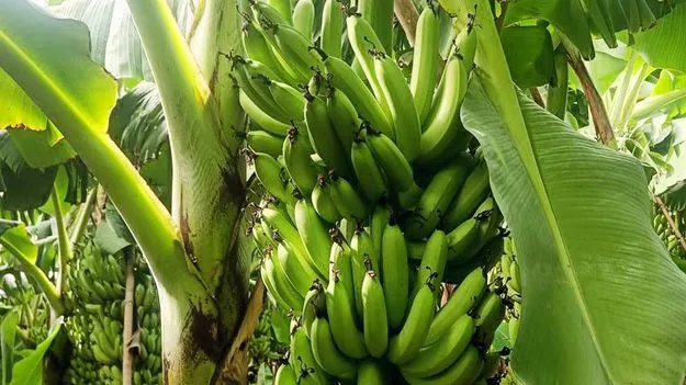 అరటి రైతుకు యుద్ధం దెబ్బ