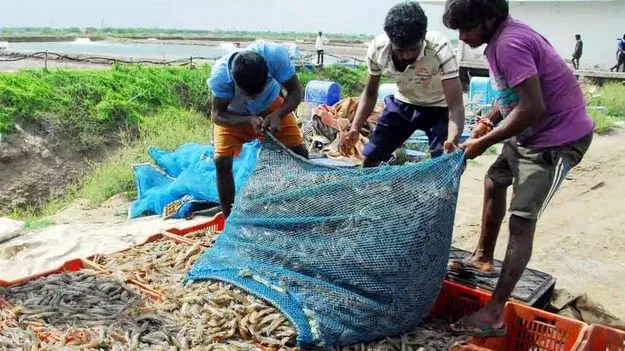 కేంద్రం దృష్టికి రొయ్యల దాణా ధరల సమస్య