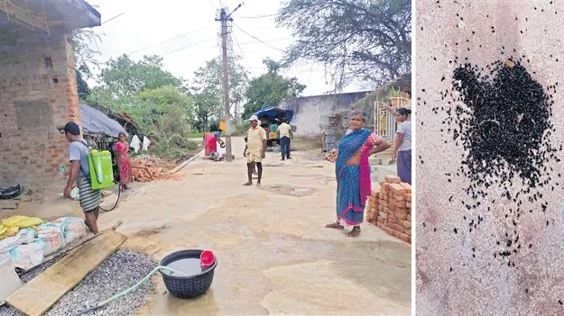 ఊరంతా ఈగల మోత