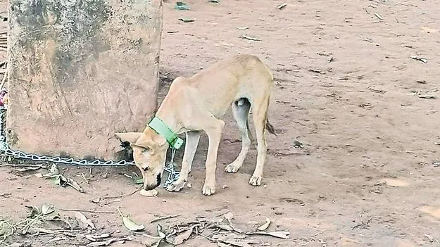 తీరని వేదన! 