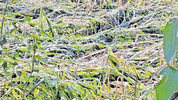 ఎన్టీఆర్‌లో అకాల వర్షానికి నేల వాలిన పంటలు