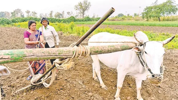 వర్షాలు ఆలస్యమైనా.. ఖరీఫ్‌ సాగుకు ఢోకాలేదు!