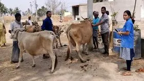 పశు వ్యాధులకు ఉచితంగా టీకాలు